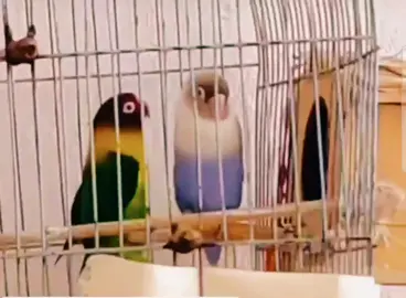 #loro #divino #divertido #parajito #bailando #viral#todos #parajitobailando ❣️