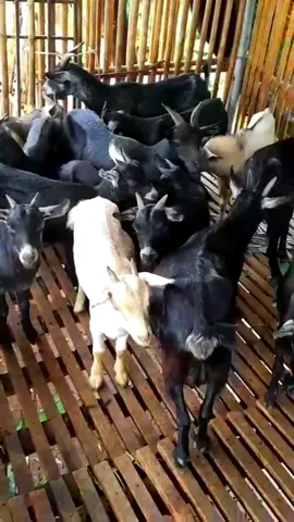 Dê cỏ chất lượng #nongtraiduyde #nuôi_dê #nôngtrại #nuôidê #farmnongtrai #chănnuôi #khoinghiep #dênúi #yênbái #xuhướngtiktok 