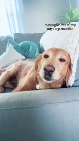 only a few of beas awoos with buddy barking in the back ofc #dog #goldenretriever #doghowl #awoo #puppy 