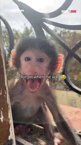 This is guaranteed to make your day!😂 (Special thanks to: Nawaf A.) #viralsnare #monkey #monkeysoftiktok #funnyanimals