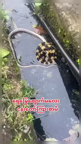 #foryou #foryourpage #foryoupage #fypシ #fyp #snake #thinkb4youdo #tiktokmyanmar🇲🇲 #views #viewsproblem #view 