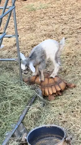 Usual farm chaos 🥰 Turkey baby update, enzo plushies, broody ducks, goat riding on a tortoise, glimmer feeding! #farm #farmlife #chaos #chaoticgood #animals #pets 