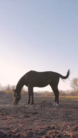 Thoroughbred Horse Grazing #meadowmajesty #thoroughbredhorse #short #viral #naturelovers #wildtierwunder #naturephotography #tierfreunde #natureobsessed #animalplanet #wildlifewatch #naturspaziergang #natureexploration #wildlifephotography #naturecommunity #animalencounters #naturabenteuer #wildlifeadmiration #natureconnection #animalbehavior #wildlifeconservation #natureinspired #tierenthusiast #wildlifeencounters #naturwunder #naturerelaxation #animalzen #birdsoftiktok #beruhigendetierwelt #serenitätindernatur #peacefulanimals #tranquilbirds #naturevibes #wildlifetherapy #naturesounds #viral #fyp #fürdeineseite #relaxationstation #tiktokrelax #chillwithanimals #explorenature #furryfriends #naturserenade #naturecapture #wildlifewonders #naturemagic #naturediscoveries #animalinsights #wildlifemarvels #exploretgewild #natureserenity #wildlifegems #naturespectacle #relaxwithnature #tranquilescape #soothingwildlife #chillvibes #naturecalm #peacefulmoments #zenwildlife #relaxationjourney #calmnaturesounds #naturetherapy #tiktoknature #tiktokwildlife #tiktokvibes #tiktokrelax #tiktokexplore #tiktokanimals #tiktoknaturewalk #tiktokchill 