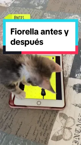 “Cuando grande va a ser más tranquila” 🤡 #gatosdivertidos😄 #michi #mascotas 