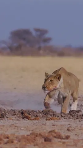 Lions usually team up to take down larger prey, but this kudu bull was distracted and his view obstructed, so the lone lioness seized the opportunity.⁣⁣ For more incredible wildlife moments, tune in to Earth Touch TV (available on LG Channels  in the UK and Australia – link in the bio for more). ⁣⁣ #lions #kudu #bigcats #EarthTouchTV #wildlife #nature #wildlifedocumentaries #naturedocumentaries #wildanimals #live_love_wildlife #animals #natureaddict