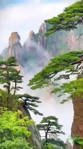 Is the scenery beautiful? Can it cure all your troubles?#cure #scenery #flowers #tree #mountain #clouds 