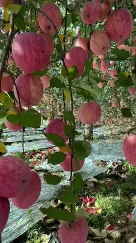 👨‍🌾👩‍🌾👍🏻🫠🍎 love Apple  #_#apple #yummy #fruit #new #hot #top 