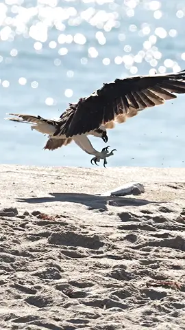 When food is scarce, ospreys will do whatever it takes to get a meal. That includes scavenging a dead, fly covered fish that has washed ashore. A bird has got to eat. Glad I’m not a fish.