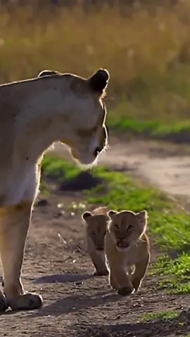 @Adel.C  lioness & Cubs . . . . . . .  #lion #lioness #cub #animals #tiere #wildlife #wildanimals #naturlife #animal #safari #africa #fürdich #foryourpage #fyp #you #animalsbaby #حيوانات #حيوانات_مفترسه #أسد 