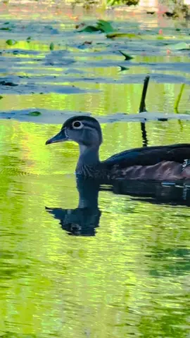 Beautiful Duck gliding theough the pond in the Sunlight  #duck  #ducksoftiktok  #audobonsociety  #birdsoftiktok  #Summer  #wildlife  #wildlifelover  #animal  #animalsoftiktok  #animallover  #nature  #sunlight  #cuteanimalsoftiktok  #positiveanimals 