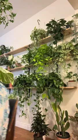 Whoah check out this plant! #philodendron #philodendronpinkprincess #pinkprincess #plant #plants #plantsoftiktok #plantbased #PlantTok #planttiktok #houseplants #houseplant #foryou #foryoupage #fyp #plantshop #plantdaddy #plantlover #shopping #tiktokshop #shop #shopping #houseplantlover #houseplantclub #houseplantcare 