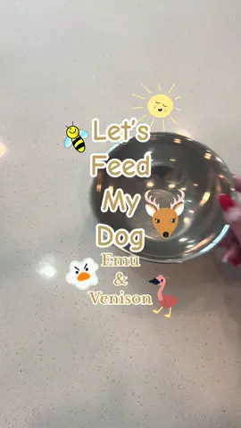 The Emu & Venison, or as Viva calls is “Vemu” is a total hit 🥳 RIP duck eggs, you served us well ❤️‍🩹  #dogfood #rawdogfood #feedmydog #dogfoodrecipe #rawfeddog #newdogfood #dognutrition 