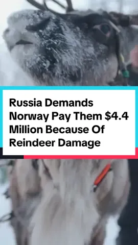 Russia Demands Norway Pay Them $4.4 Million Because Of Reindeer Damage #norway #russia  Russia is demanding that Norway pay them 4.4 million dollars because 42 reindeer crossed the border into Russia. They say the money is for compensation for the reindeer eating Russian grass. That’s some expensive grass. Supposedly a gate that separated the two countries and kept Reindeer out of Russia broke. So now 40 of the 42 reindeer have been killed in fears that they’ll cross into Russia again. Norway has asked its citizens to keep their reindeer in check. Look, Santa won’t be stopping in Russia this year with these kinds of rules in place.
