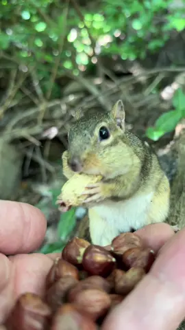 Everything in the world is right my Squeegee is back from having babies, fill the cheeks please #fyp #chipmunks #cuteanimals #cute #squeegee 