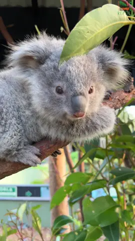 Since first emerging from the pouch back in June, Phoenix the koala joey has just started venturing off his mum's back and is beginning to get the hang of 