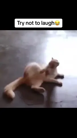 Try not to laugh😂#viral #memes #memestiktok #fyyyyyyyyyyyyyy #makemefamous #funny #trynottolaugh #tiktok #1m 
