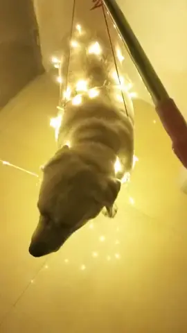 Đèn Trung Thu bản độc lạ Bình Dương #cauvang #trungthu #dog
