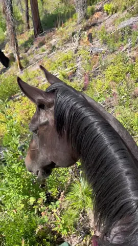 Still so proud of this little bridleless bronc. Under 30 rides and she has all the confidence of a seasoned trail horse. Thelma has taught her well! We’ll be out and about again this weekend while Thelma recovers from a minor hoof abscess, can’t wait to show you more views between these ears 🙌 #saké #montana #lolonationalforest #trailriding #equineasmr #asmr #reddeadredemption2 #horseriding #lifebetweentheears #backcountry #greengoldandblues