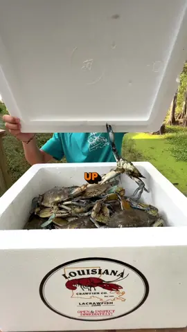 🦞 Craw-Kid is back!  🦞 Missing Crawfish Season? We’ve got something for you: our Live Louisiana Blue Crabs. Here’s why they stand out. 🌊 The freshness is unmatched. We catch these crabs and ship them on the same day. It ensures you’re getting the best quality possible. 🍽 Their flavor? Unique. These crabs come from where the Mississippi River meets the Gulf of Mexico, giving them a distinctive sweet and hearty taste. And the seasoning from the ‘boot’ makes it even better. Give them a try.