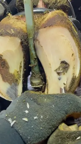 There’s a little pinhole in this hoof #foryoupage #fyp #natethehoofguy #hoofcare #oddlysatisfying #hooftok #hoofpicking #hooftrimming #hoofcleaning #bedtimeroutine #rugcleaning #pressurewashing 