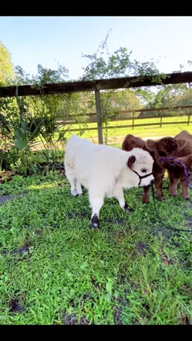 True definition of cuteness overload! Love these boys!💙💙💙💙 #cutebabycow #minicow #cow #cowoftheday #babymoo #minimoo #cowsoftiktok #babycowsoftiktok #calvesoftiktok #animalsoftiktok #petcow #highparkcow #scottishhighland #highlandcow #grasspuppy #floridafarm #fypシ #fluffy #minicowsoftiktok #calves #cuteness #cutenessoverload #animalcuteness #seratonin #cows 