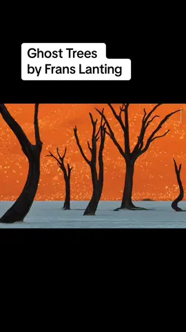Ghost Trees by Frans Lanting was created how!? #fyp #photography #photomagic #documentary #zachdobsonphoto #travel #foryou