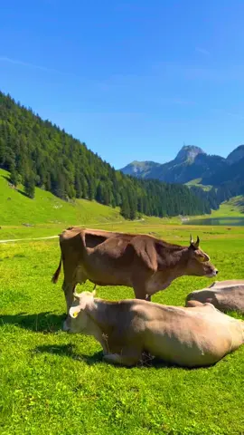 • Swiss cows live the most confortable and dreamy life that you can imagine🇨🇭❤️🐮 📍Switzerland 🇨🇭 #berneroberland #switzerland #mountains #schweiz #swissalps #myswitzerland #nature #inlovewithswitzerland #Hiking #swiss #alps #wanderlust #visitswitzerland #travel #jungfrauregion #suisse #landscape #swisscows #thunersee #naturephotography #relaxing #grindelwald #lauterbrunnen #interlaken #lake #switzerlandpictures #swissmountains #switzerlandwonderland #switzerland_vacations #photography