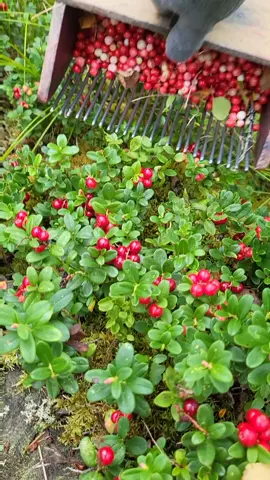 Lingonberry picking in Sweden #harvesting #lingonberry #cranberries 