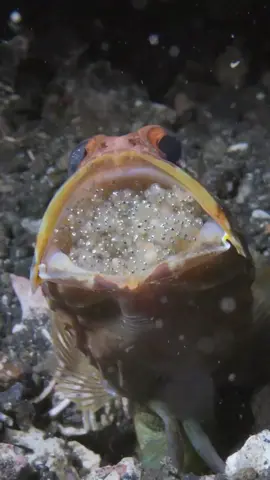 Did you know jawfish carry eggs in their mouth until they hatch This incredible moment was captured by @undersea_gameqmi   #fish #jawfish #fisheggs #fishing #underwaterworld