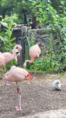 @Tracy Aviary the baby flamingos are my new favorite just because of this floofy little one #babyflamingo #tracyaviary #lookatthelittleflappies #azaaccredited 