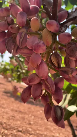 #antepfıstığı #nizip #fıstıkağacıyetiştiriyoruz #pistacchio 
