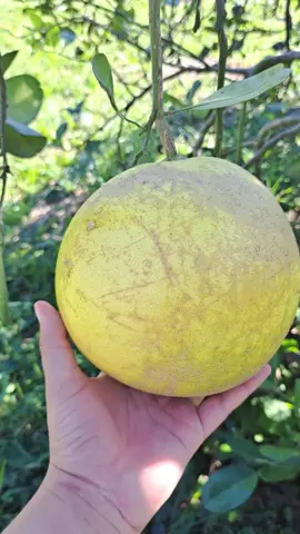 ¡No te quedes sin tu frutal de Toronja! 🤩 El árbol de la Toronja puede alcanza una altura de hasta 15 metros, 🌿 con el fuste retorcido y un ramaje denso.  En Pomelero contamos con variedades injertadas, que producen frutos de mayor tamaño en menos tiempo. 🍊 #pomelero #frutales #toronja 