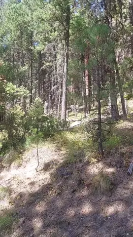 #lincolncountymontana #antler #antlers #wildanimals #wildlife #wild #goldmining #montanarockhounding #prospecting #prospectingadventures #406strong #Montana #northwestmontana 