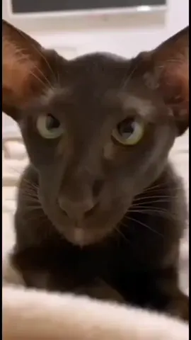 El gato oriental es una raza de gato originaria de Tailandia. Por su perfil afilado el gato oriental ha sido apodado el galgo de los gatos. Es un gato de líneas puras, armoniosas y sutiles, tiene la cara larga, y las orejas más abiertas que un gato europeo. #cat #orientalcat #fyp #foryou 