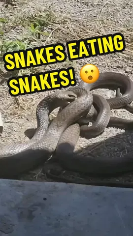 Brown snakes eating each other! This is unbelievable! We have been sent in more amazing footage from one of our followers of a large Brown snake eating a smaller brown snake. Some snake species will eat other reptiles including snakes. The most amazing thing about it is that a larger brown snake may eat a smaller snake thats nearly the same size as it! . . . #snake #snakecatcher #danger #crazy #nature #wildlife #awesome #venom #sunshinecoast #queensland #australia #reptile #dinner #cannibal