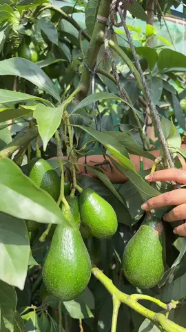 Grafted Avocado on 50% sale @ Uday Garden Center 