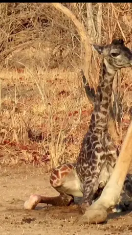 Definitely the cutest thing you will see today!! This was filmed this morning The mother can be seen cleaning her baby's placenta, such an incredible sighting to see. We will be heading to Puku today, looking forward to finally being able to see it.