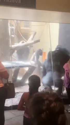 🦍Wyd if you’re the zookeeper? 😂 #zoo #gorilla #zookeeper #wheresthezookeeper #funnyvideos 