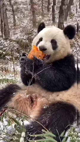 #panda🐼 #tiktok #foryou #panda #eating 
