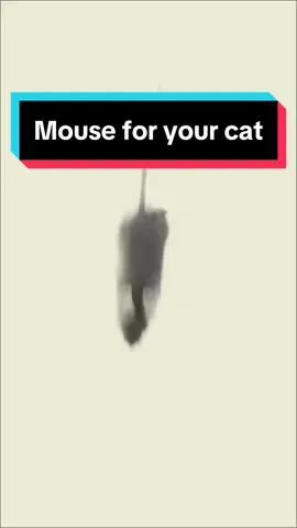 Game for cats with a mouse 🐁🐱#cats #gameforcats #catgames #videosforcats #gameforcat #catvideo 