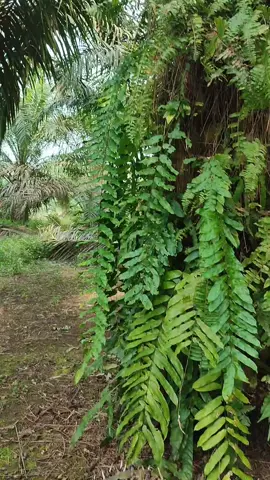Alhamdulillah hasil panen hari ini #panensawit #petanisawitindonesia🇮🇩 #anakpetani #petanimuda #sawitriau #fyp #sawitontiktok 