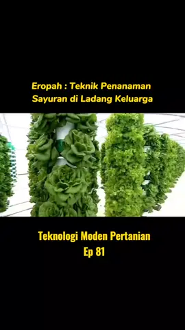 Teknik Penanaman Sayuran Ladang Keluarga di Eropah #fyp #viral #fypシ #fypmalaysia #tiktokmalaysia #sifupertanianmoden #teknik #sayuran 