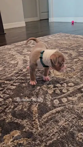 She's Amazing 🥰 6 weeks 817-995-8725 #BubbaTootsie2 🐾🐾 We Don't Find Homes for new Dogs...We Match Perfect Homes for Perfect Pups 😊 www.Burlesonbullies.com 🐾🐾 #BurlesonBullies #GotTex #FckSloppy 