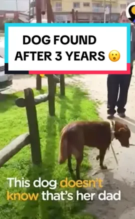 This man reunited with his dog after over 3 years in the shelter 😃🥹 #lostdogfound #Love #life #dogsrule #inspired #fyp #fypシ #nevergiveup 