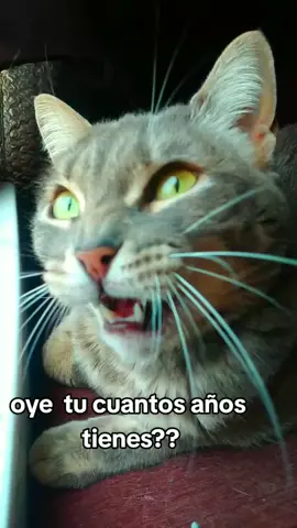🤪🙈🤣😜👍#funnygatos #fypシviralシ #gatosgracioso #grupworld #chistecorto #gatitostiktok #parati #soycreadora #chistesmalosjajajsjsjjsjs #familiaamigosdelasmascotas 