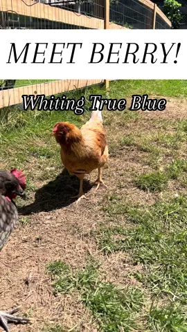 Meet the flock Ep. 2! Berry!  Berry is a Whiting True Blue. They are beautiful birds that lay powder blue eggs!  They are a gentle, curious breed that will make a wonderful addition to your backyard flock!  #homestead #homesteader #raisingchickens #animalsoftiktok #chickensoftiktok #chickeneggs #farmanimal 