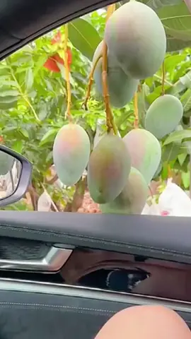 Picking so much, is the car used to hold fruit? #ai #foryou #foryoupage #foryourpage #fyp #fypシ #fypシ゚viral #fypage #viral #viralvideo #tiktokindia #tiktokviral #Love #FruitPicking #fruit #fruits #mango #carwindow #automatic #auto #cars #likes #fun #funny #funnyvideos #funnyvideo