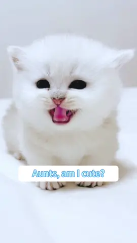 meow~😍#cutebaby #kittycat #cutecats #meow #catsoftiktok #fyp #funnyvideos #socute 