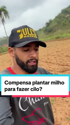 Compensa planta milho para fazer cilo