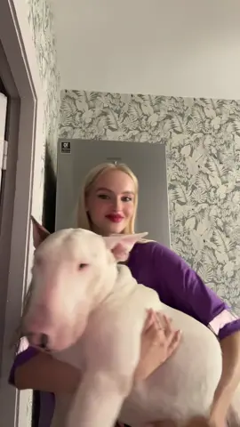 #бультерьер #bullterrier #вусолапохвiст #домашнійулюбленець #рекомендации 